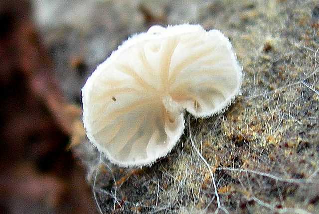 2005 :  Un anno di funghi
